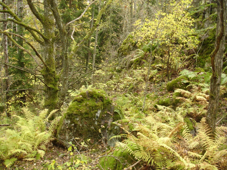 Stor sten omgärdad av ormbunkar.