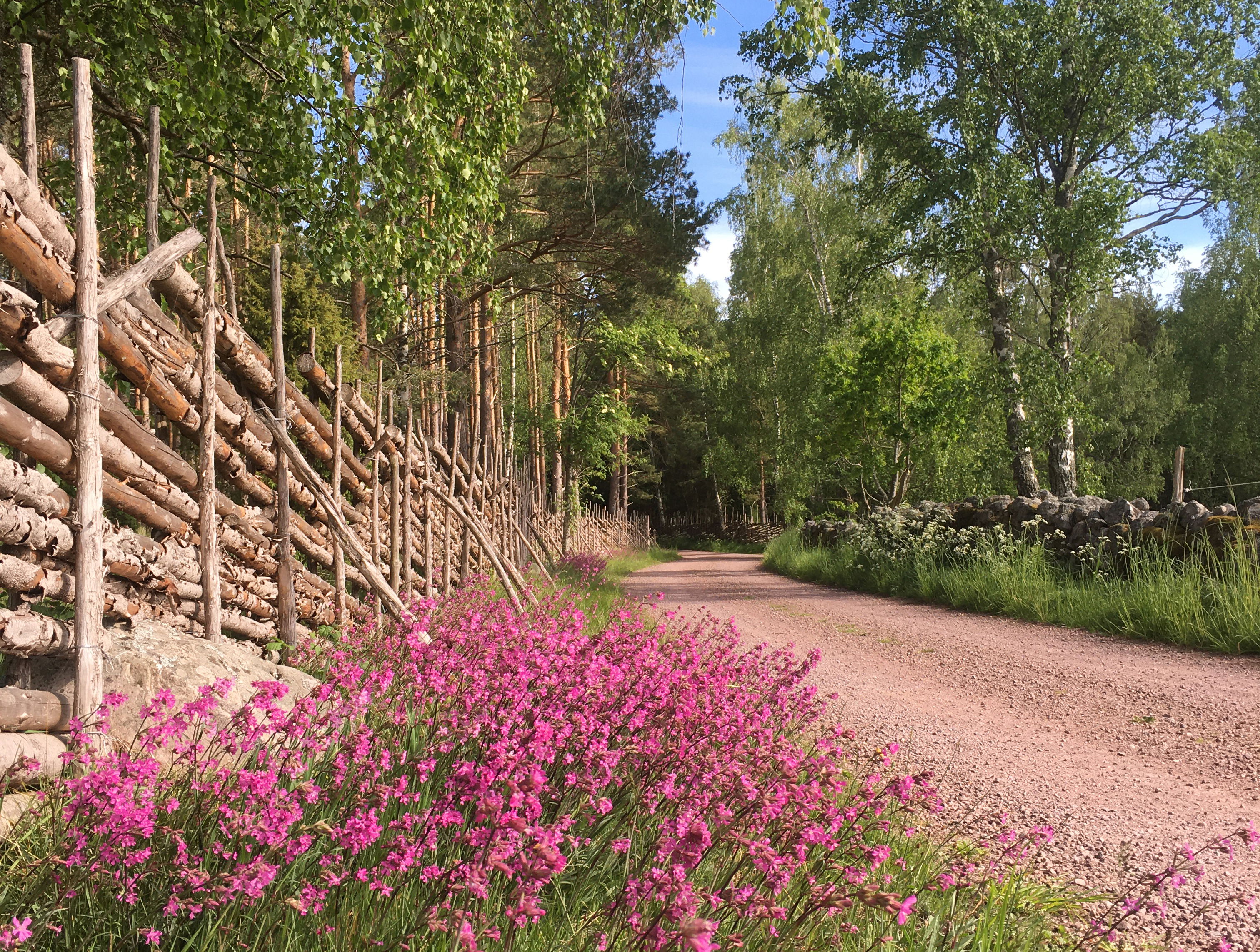 Tjärblomster intill vägkant med trägärdsgård