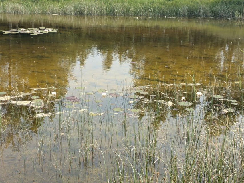 Näckrosor