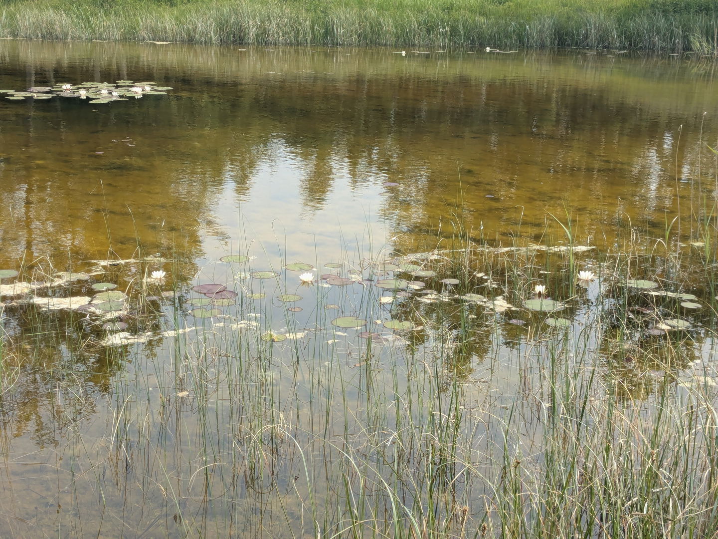 Näckrosor
