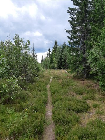 The north trail