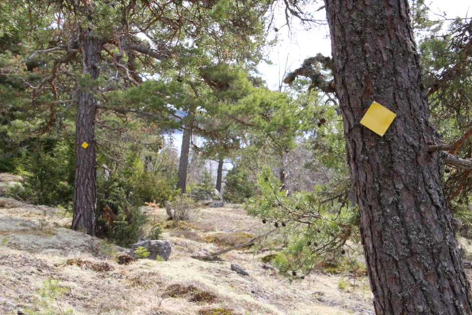 Fornborgstigen  är gulmarkerad och leder dig genom olika skogsmiljöer.