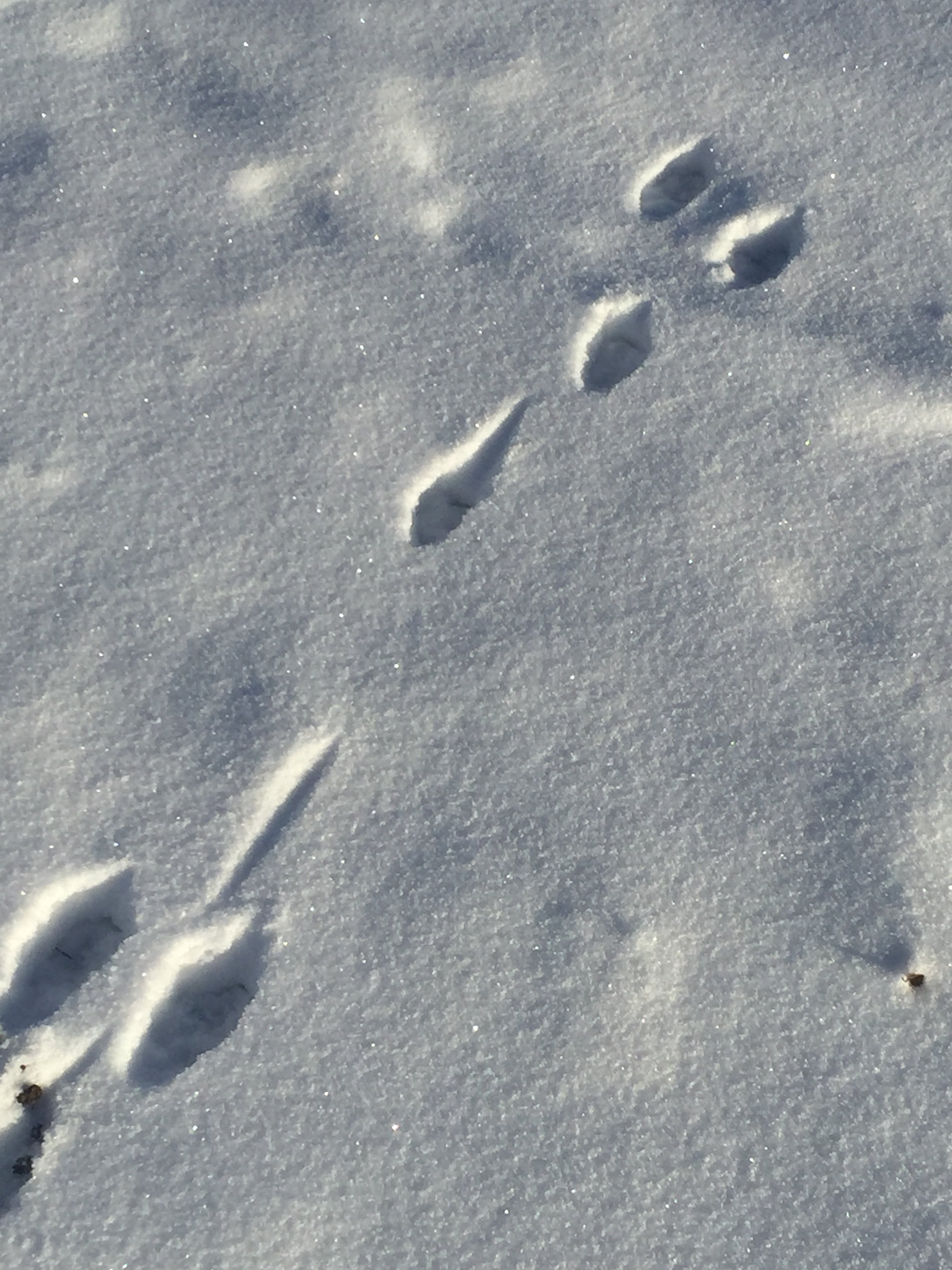 Spår i snö av hare.