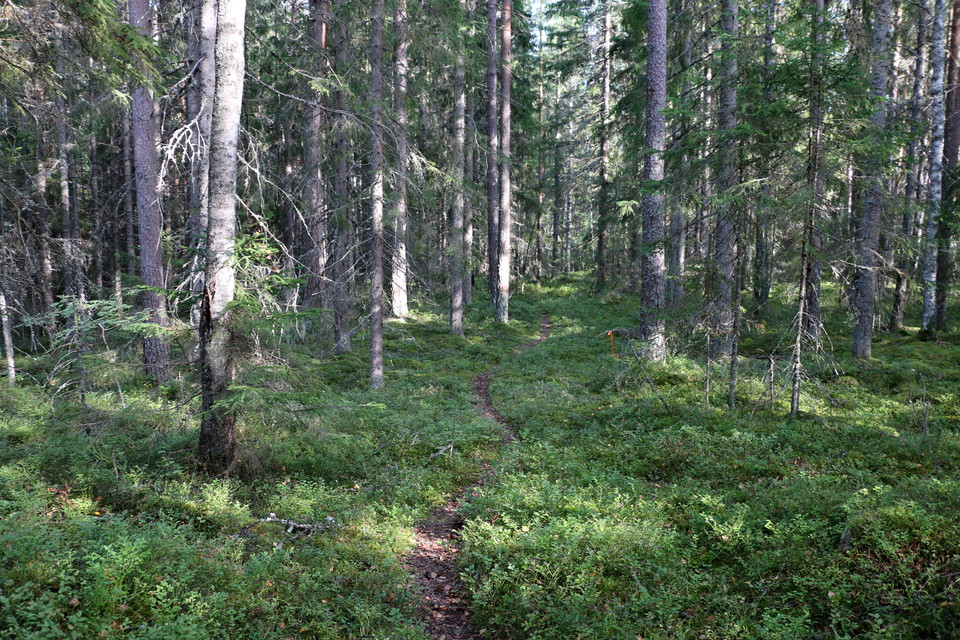 Stig i skog.