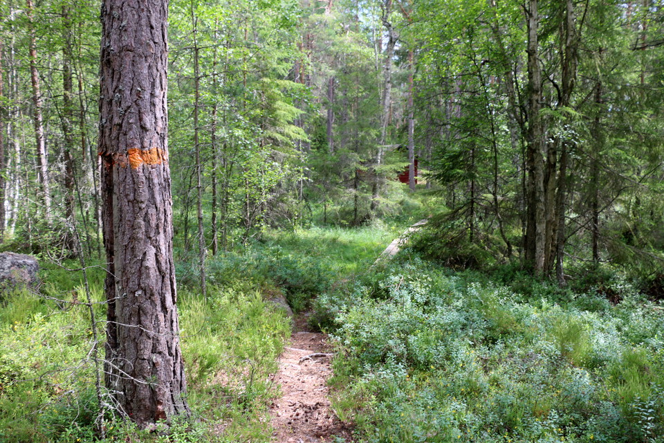 Ett träd med orangemarkering intill en stig, längre bort skymtas en spång.