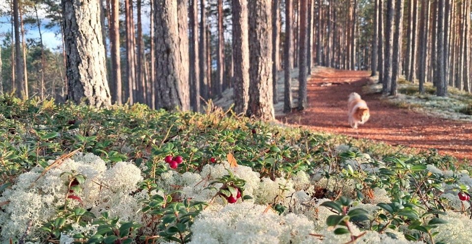 En hund som går i en skog.