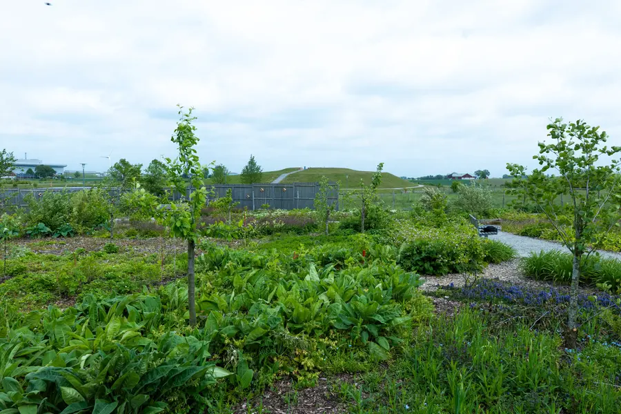 Skogsträdgård i Kunskapsparken.