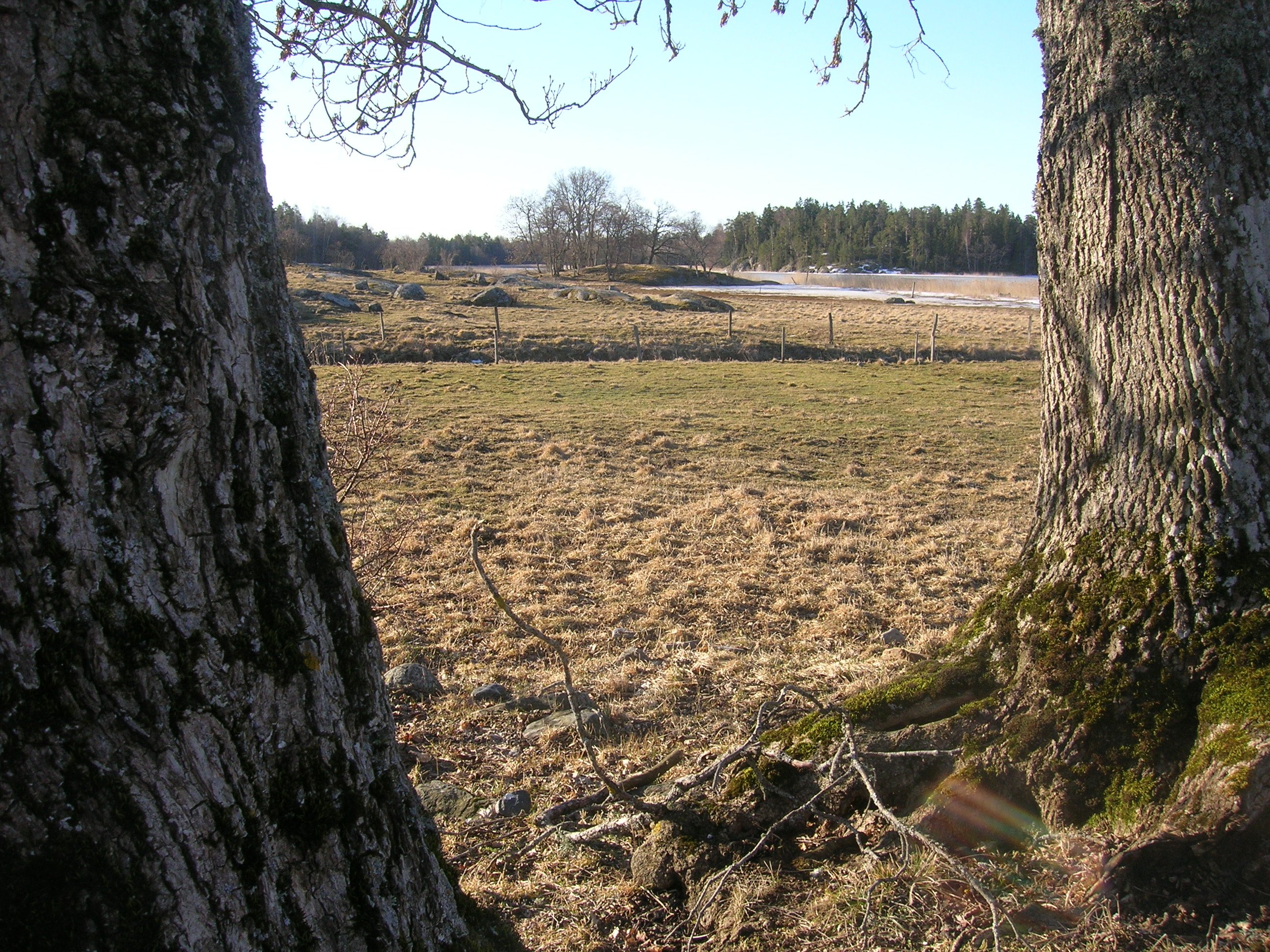 Mellan två grova trädstammar syns en strandäng med staket runt. I bakgrunden finns det skog, vass och istäckt vattendrag.