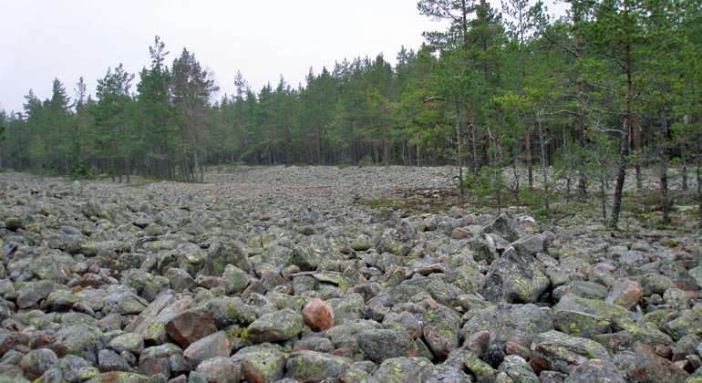 Stora klapperstensfältet i Söderåsens naturreservat.