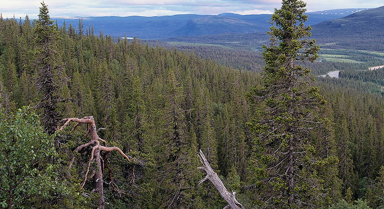 Vy över Kvikkjokk-Kabla fjällurskog.