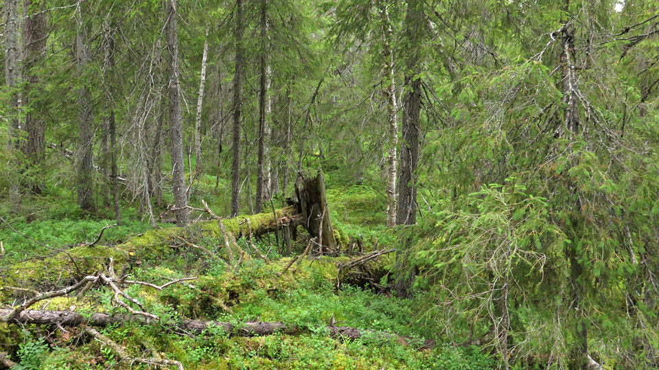 Myrmark med enstaka gamla tallar.