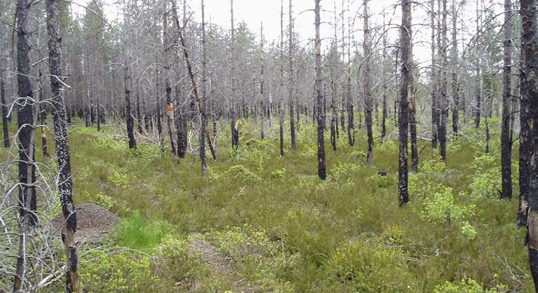 Nittälvsbrännan år 2006.