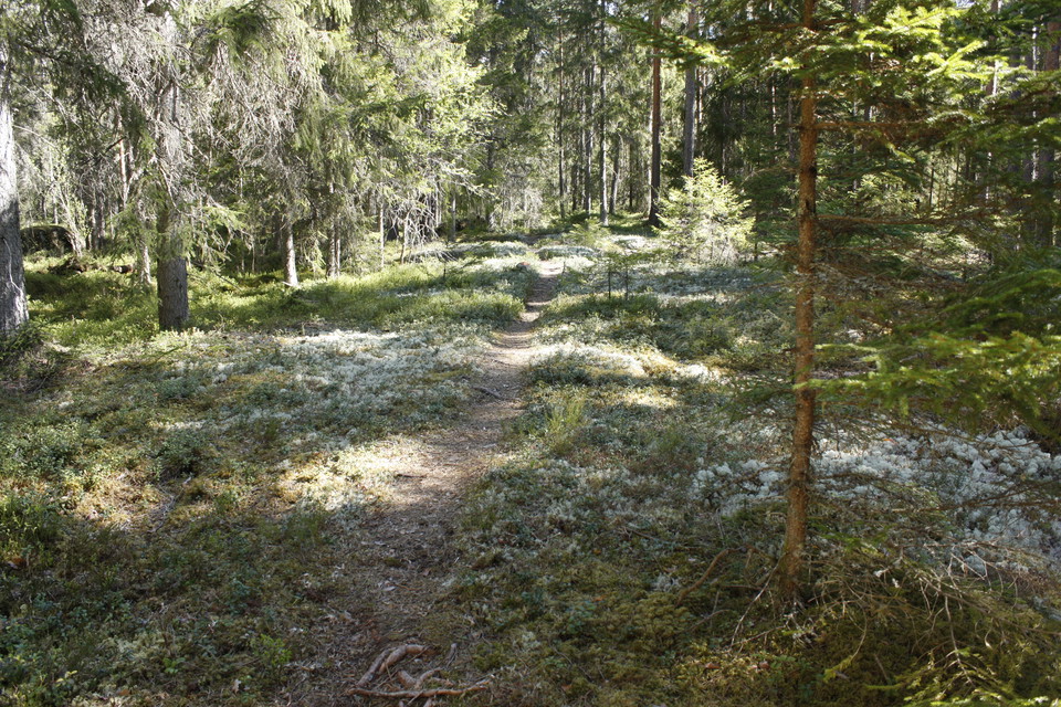En skogsstig går över mossklädda hällmarker med många träd.
