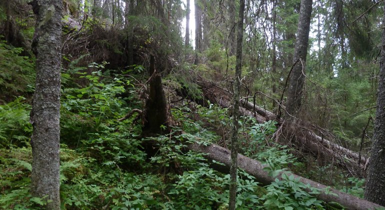 I Klövbergets granklädda sluttningar finns mycket död ved (träd).