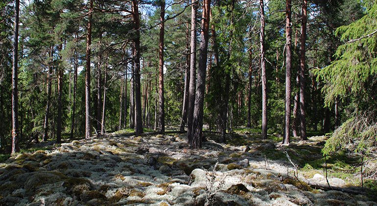Tallskog på höjderna i Bergby.