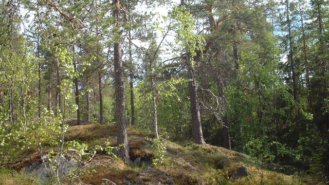 Stråkanäsberget