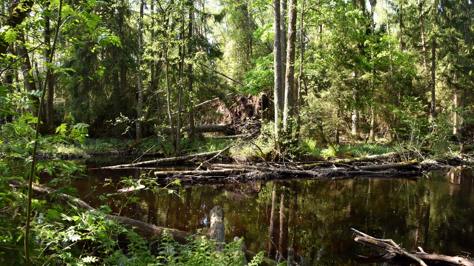 S:t Sigfridsån