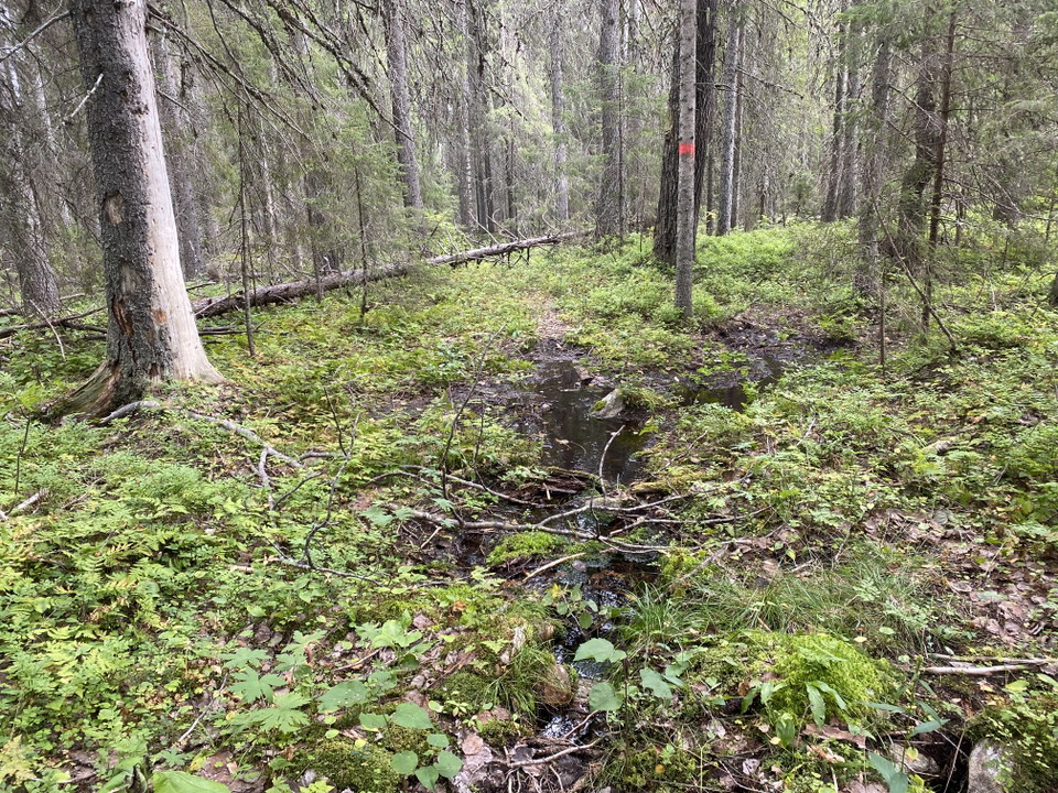 Snårig skog med röd markering på träd.