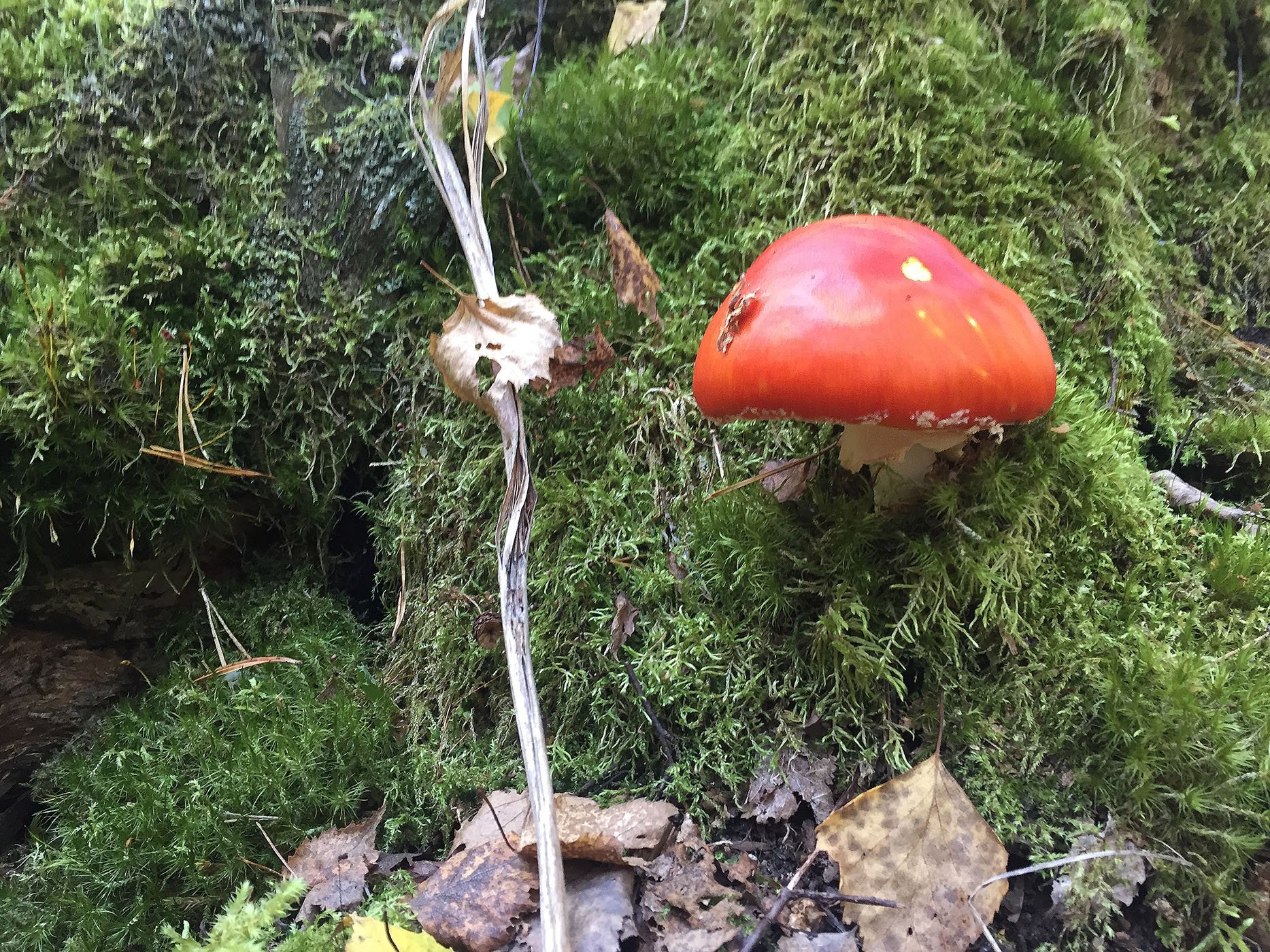 En svamp med röd hatt växer i grön mossa