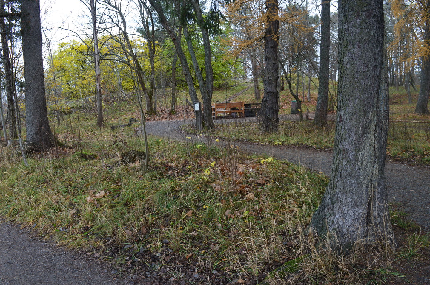 En grusväg går genom skogen och leder fram till en grillplats.