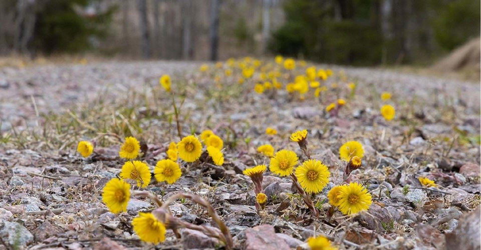 Leden går en sträcka på väg med grovt grus.
Etapp: Österbymo - Västra Lägern.
Ydre.