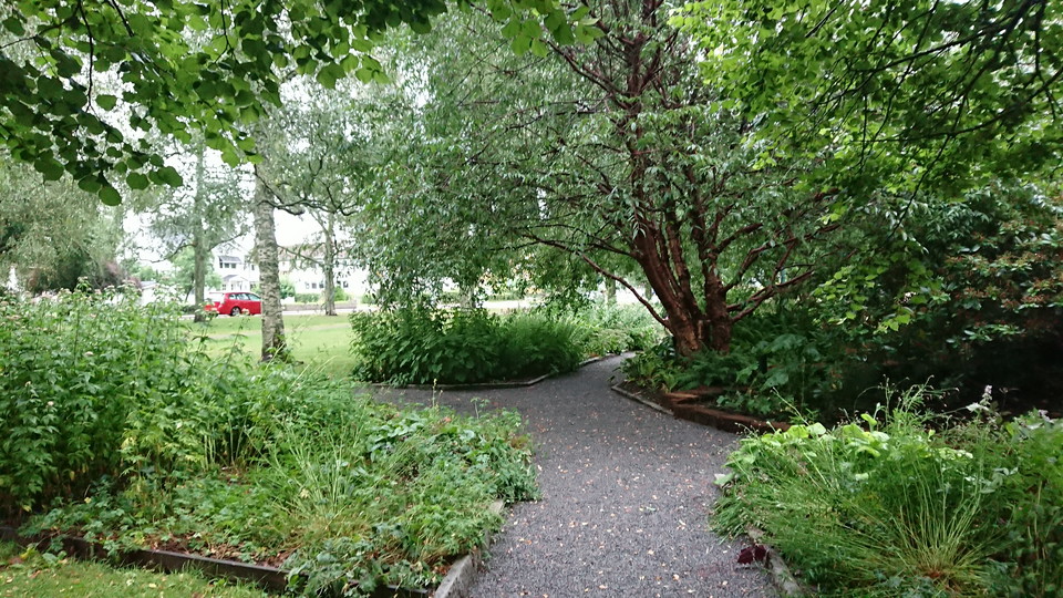 Grusgång med lummiga växter på båda sidor.