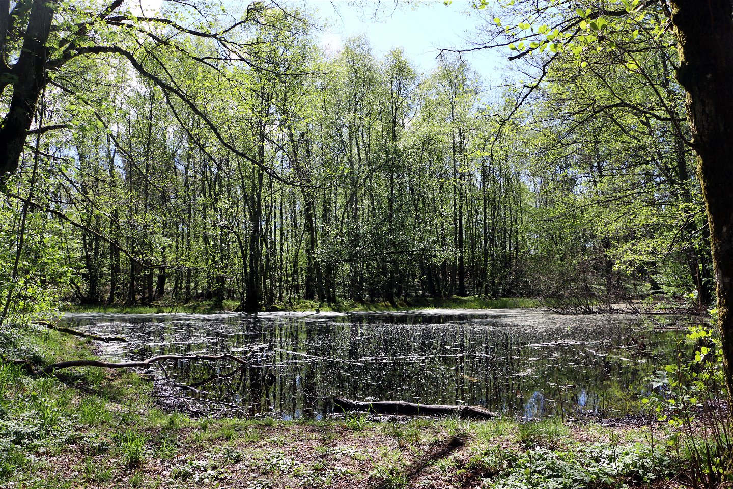 Ett stilla vatten på ett tjärn i en skog 