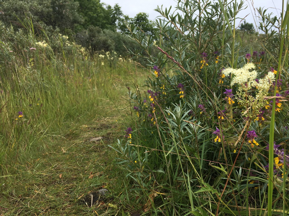 En smal och något ojämn stig går genom en äng. Det är högt gräs och många blommor på båda sidorna av stigen.