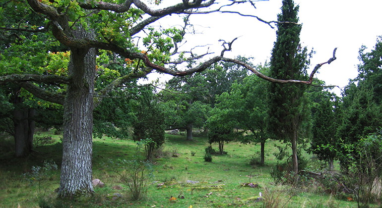 Fotograf: Sigge Sundström