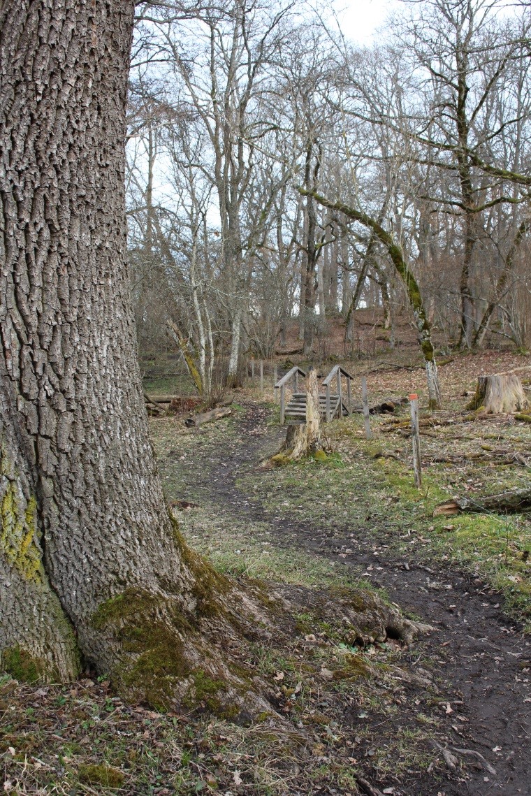 En smal och lerig stig genom en dunge med kala lövträd. Vid stigen står en stolpe med orange stigmarkering.