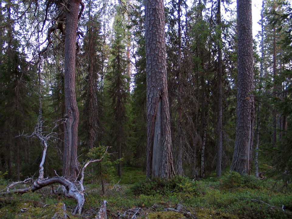 Barrskog med död träd.