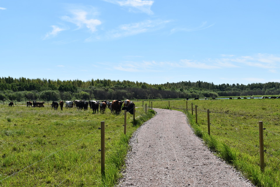 Sommartid betar kor längs med leden.