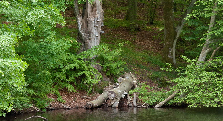 Vattenbryn.