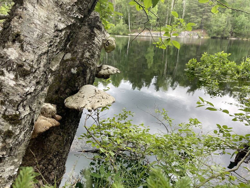 Tickor på trädstam vid spegelblankt vatten.