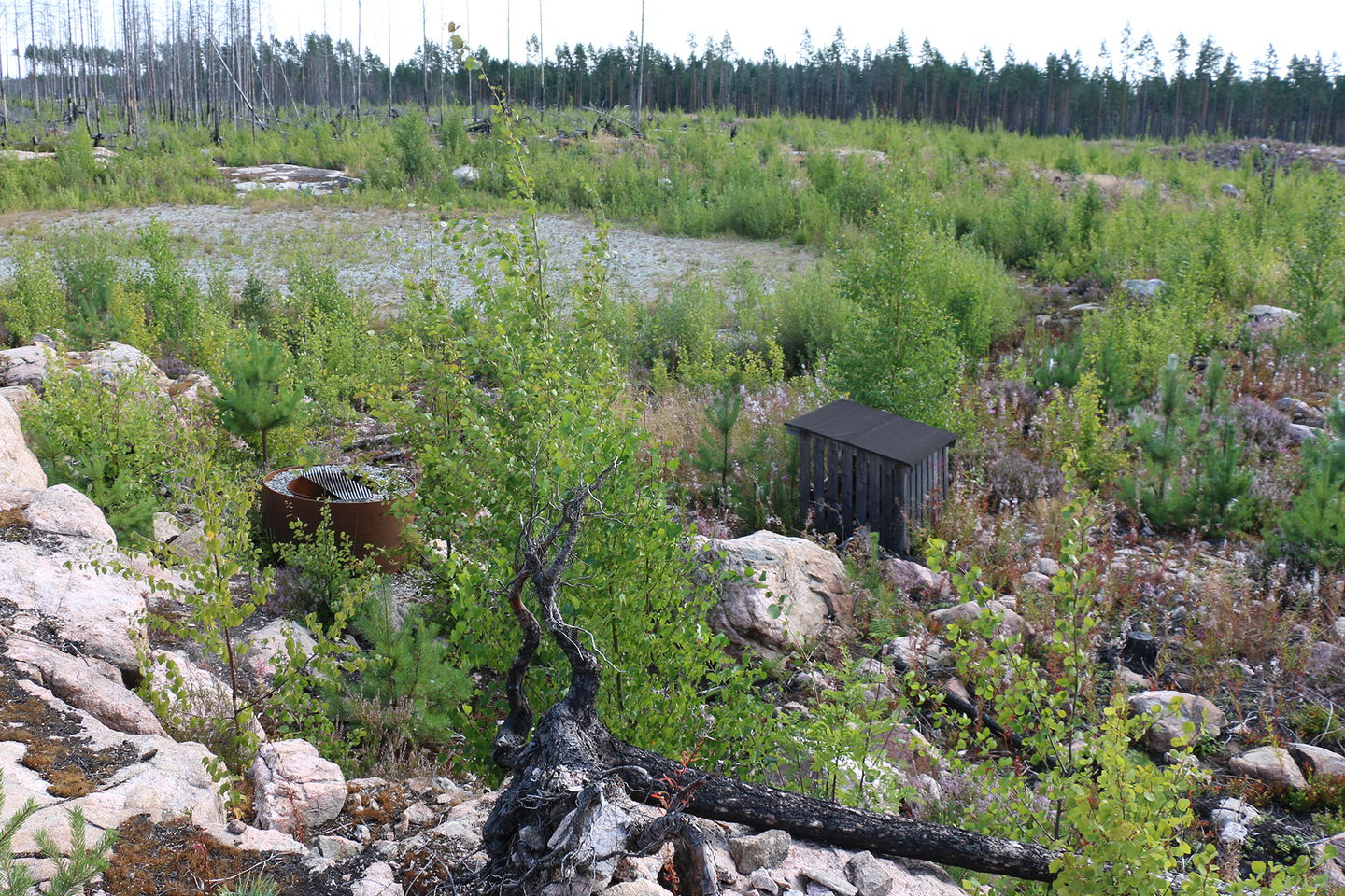 Rund grill och litet vedföråd bland stenar, brända stubbar och sly.