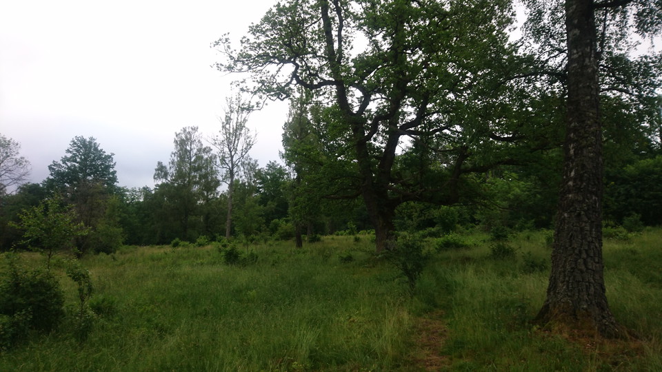 Ekhagar på Bondberget