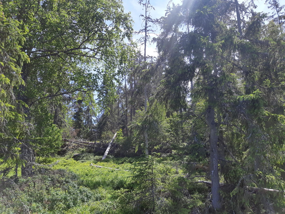 Orörd naturskog