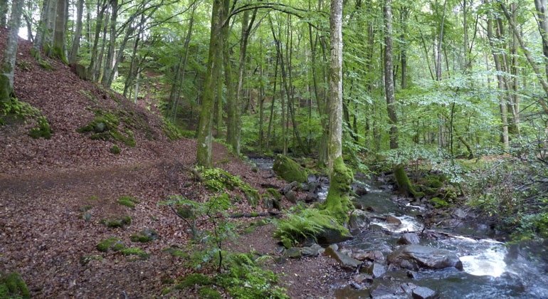 bäck i reservat