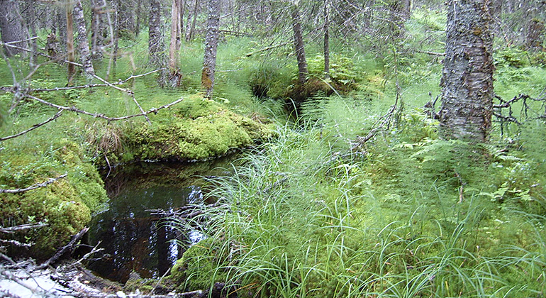 Bäck i sumpskog.