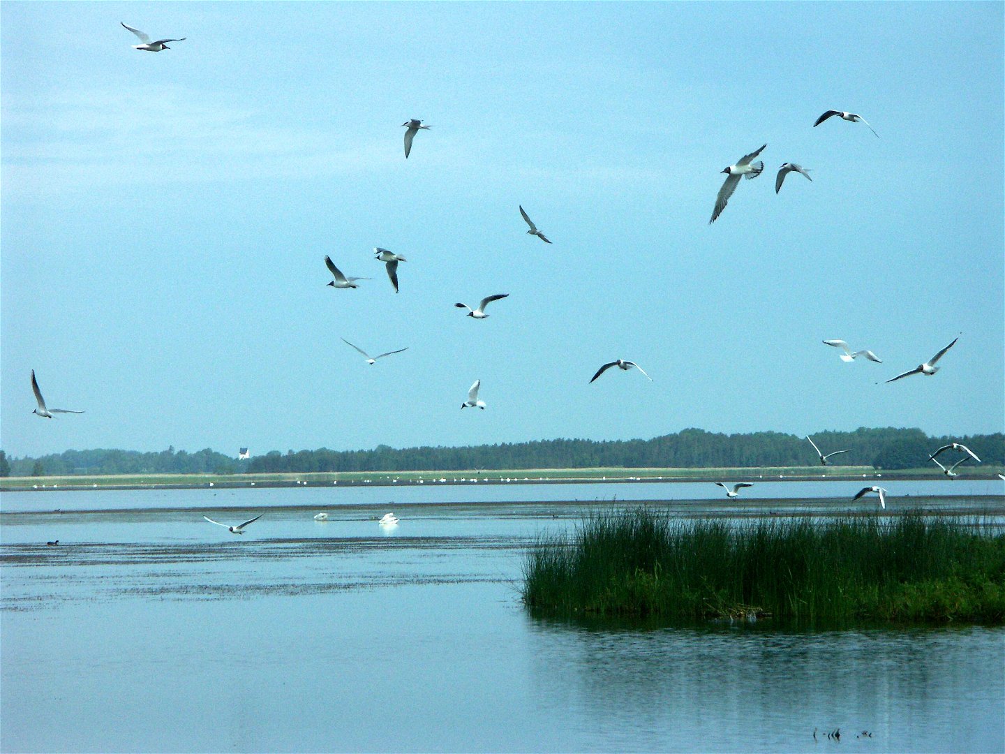 En flock skrattmåsar flyger över sjön
