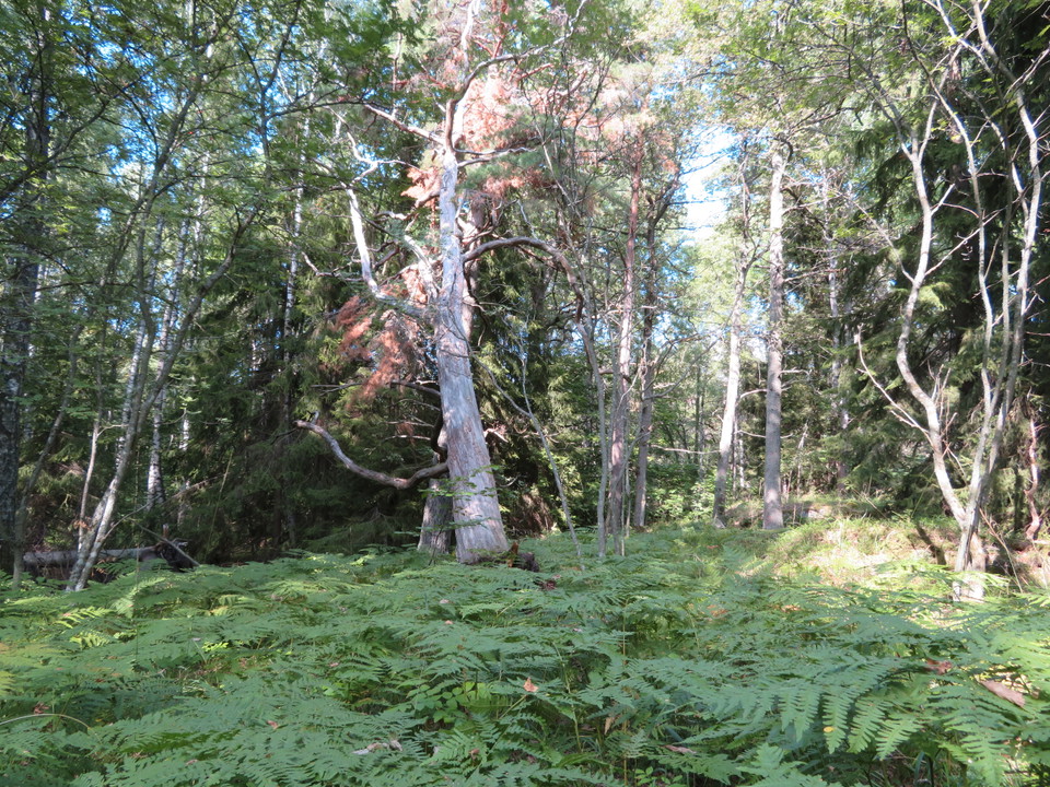Kärret