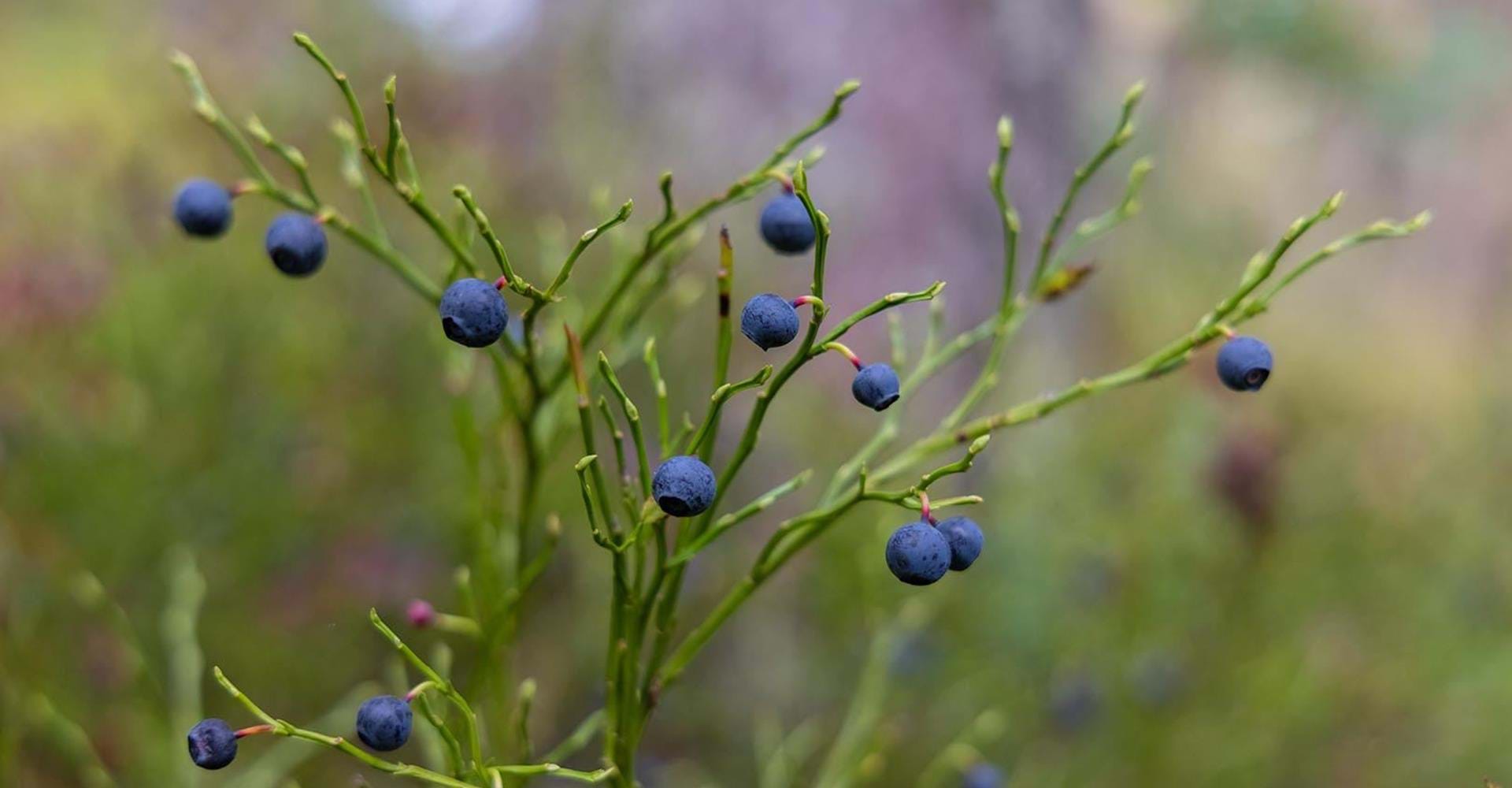 Längs leden finns flera möjligheter att njuta av blåbär.
Etapp: Hälla - Nartorp