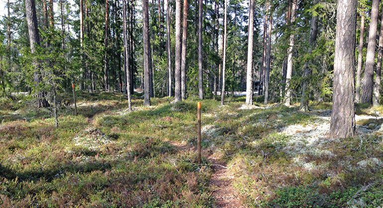 Markerad vandringsled i skog.
