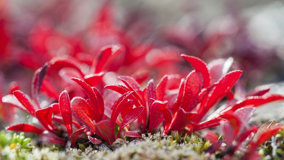 Alpine bearberry.