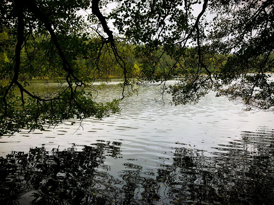 Trädgrenar som hänger över en klar vattenyta.
