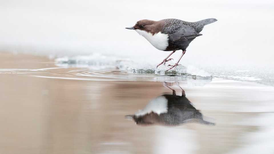 Strömstare vid Kottlasjöns utlopp. Foto Tomas Carlberg