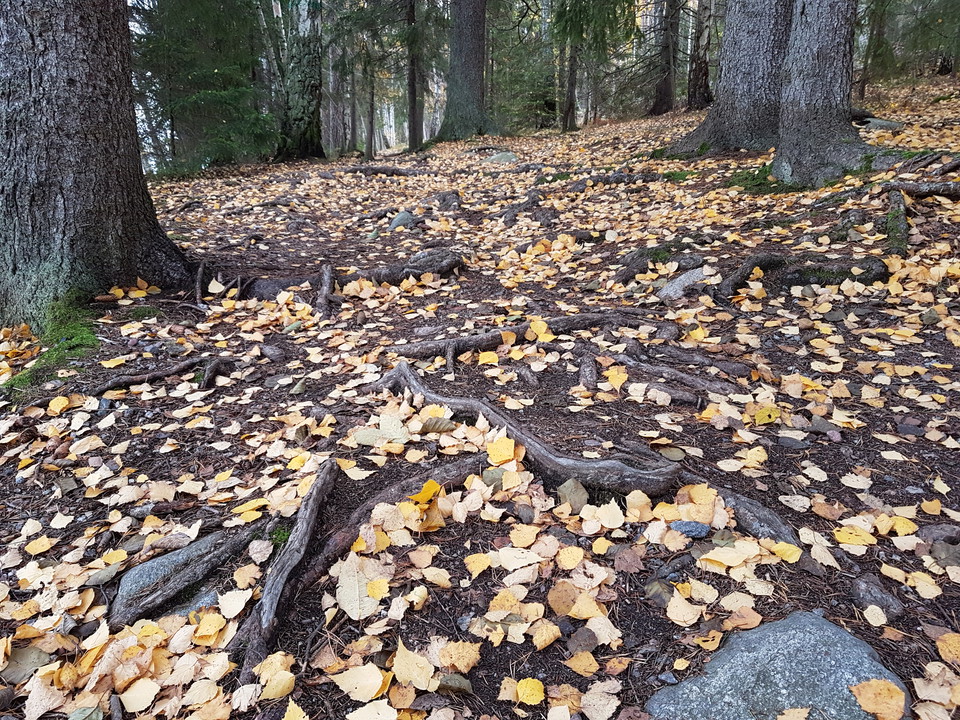 Stigen mot Södergarn. Foto Lidingö stad.