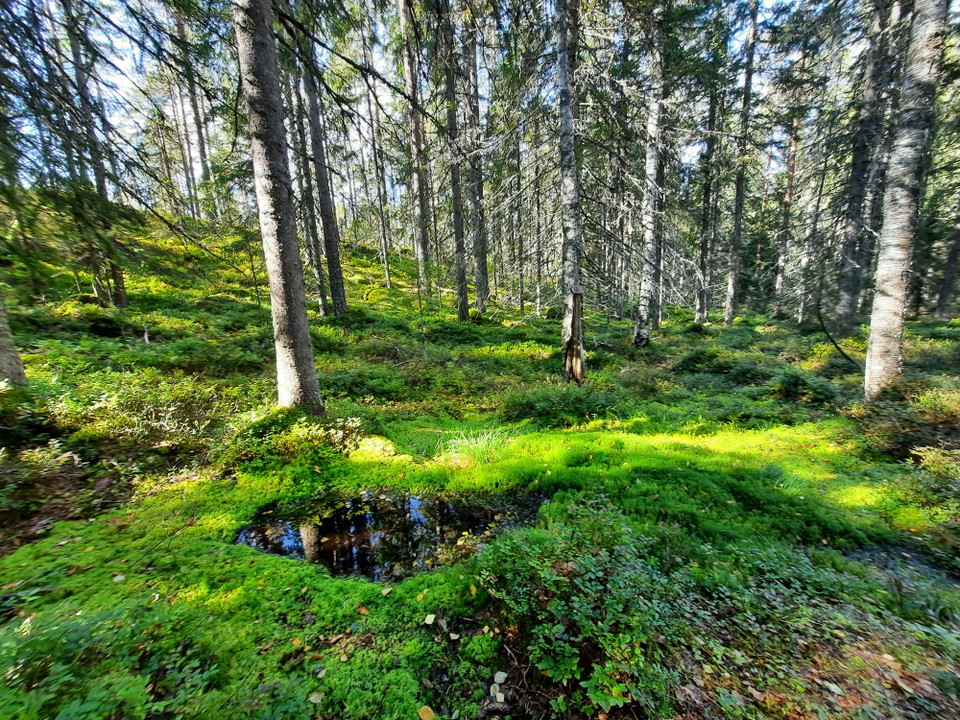 Naturlig källa. Foto: Andreas Davidsson
