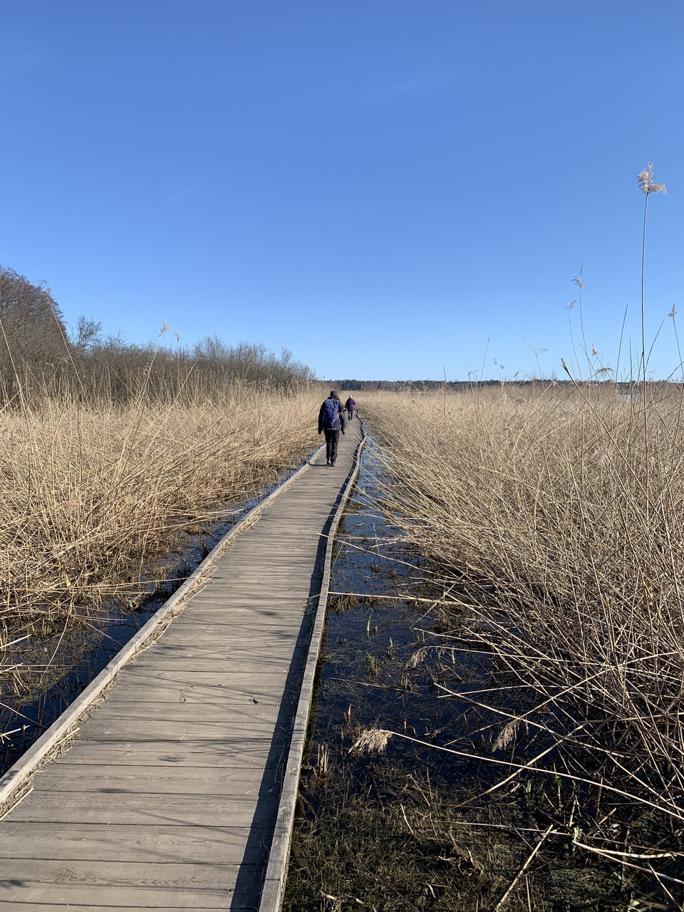 Vårdag i Fysingen. Ser du några paddor i vattnet längs leden? 