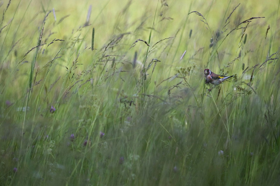 Steglits vid Grimsta enebacke.